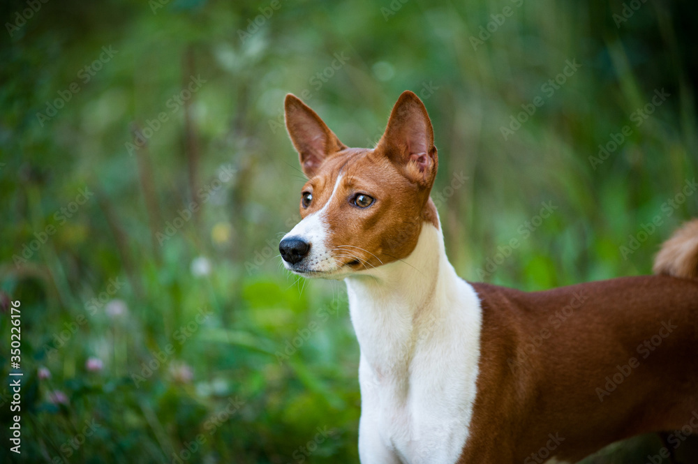 Red basenji dog portrait