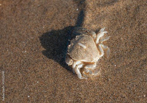 Obraz na płótnie Small beach crab on the beach w salonie