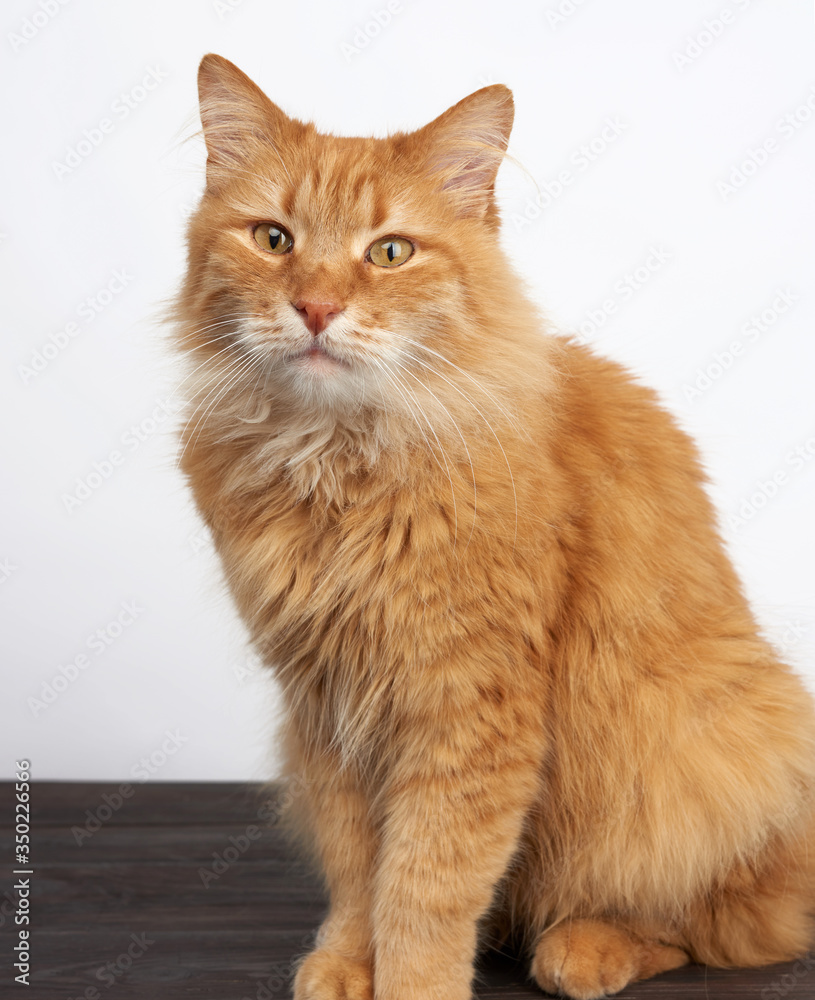 portrait of an adult ginger cat on a white background