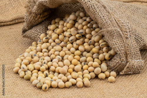 Closeup of soy beans in a sack on sackcloth. Soybeans are annual legume of the pea family.
