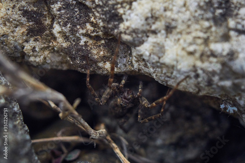 spider on the stones 