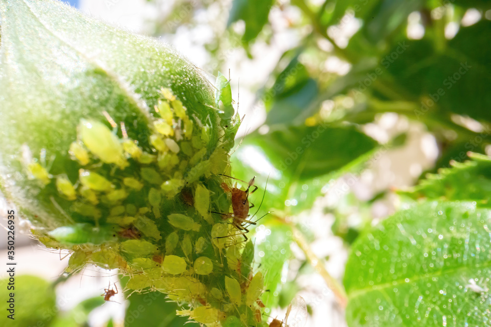 aphids on a closed rose petal