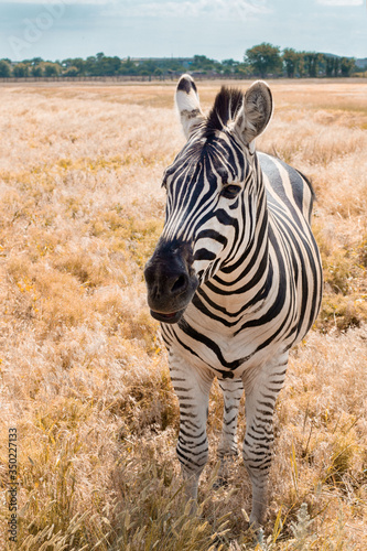 A wild zebra on yellow grass in outdoor wildlife. vertical