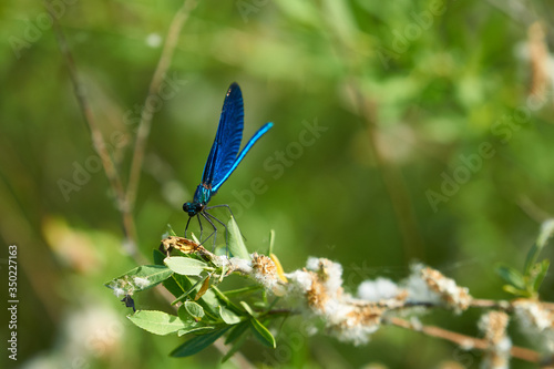 blue dragonfly on a flower