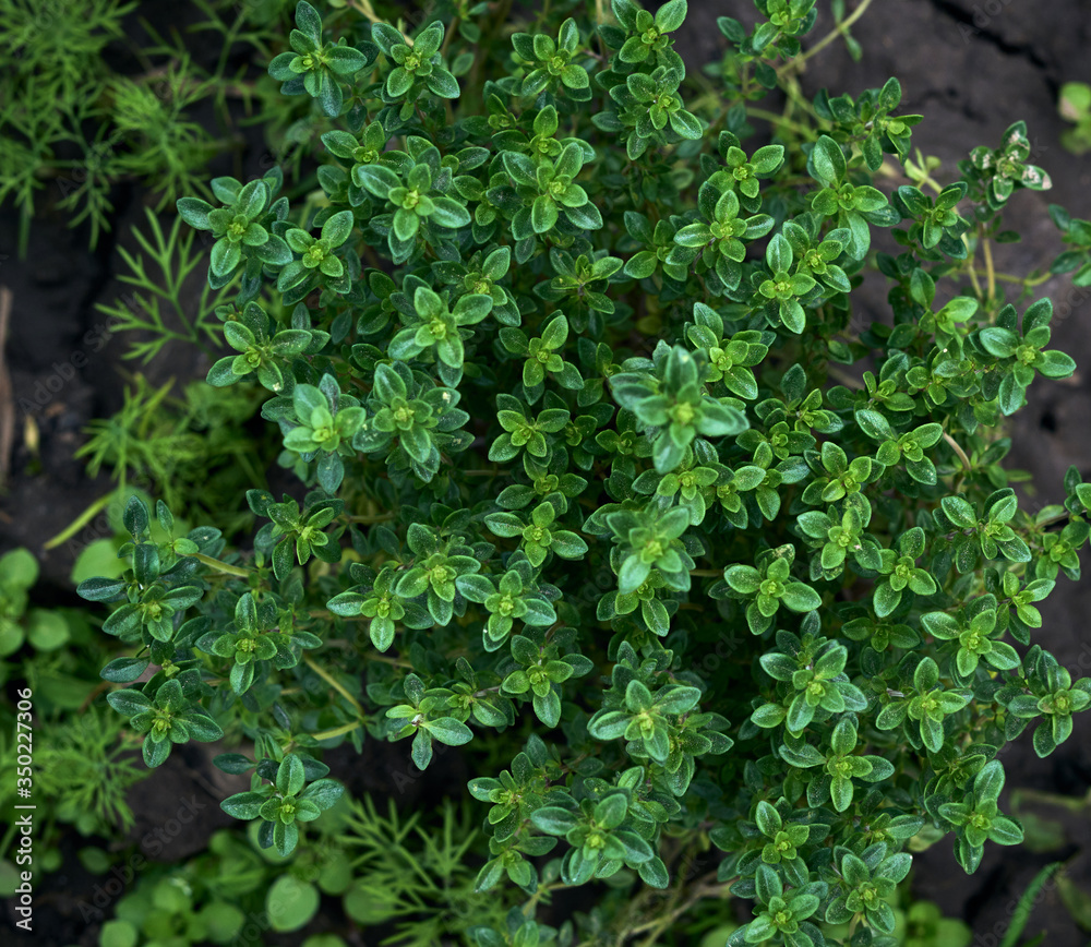 bush of growing thyme with green leaves in the garden bush of growing thyme with green leaves in the garden