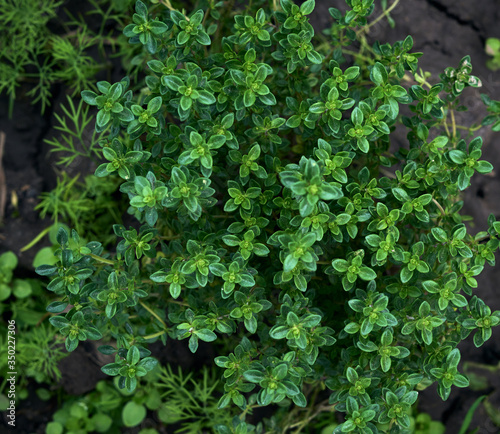 bush of growing thyme with green leaves in the garden