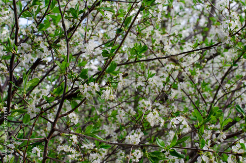 Blossoming cherry orchard. Cherry blooms.