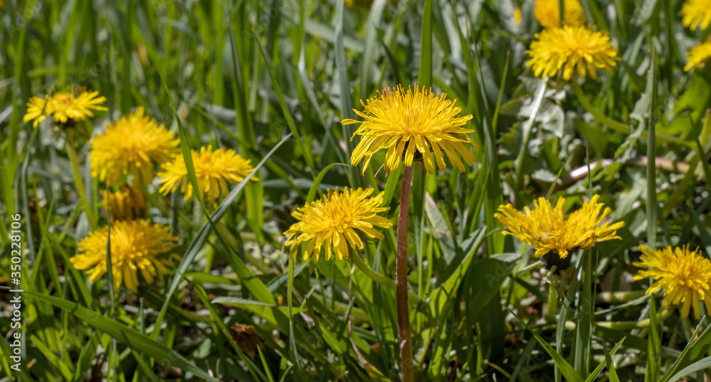 image of beautiful .dandelion flowers in the field image of beautiful .dandelion flowers in the field