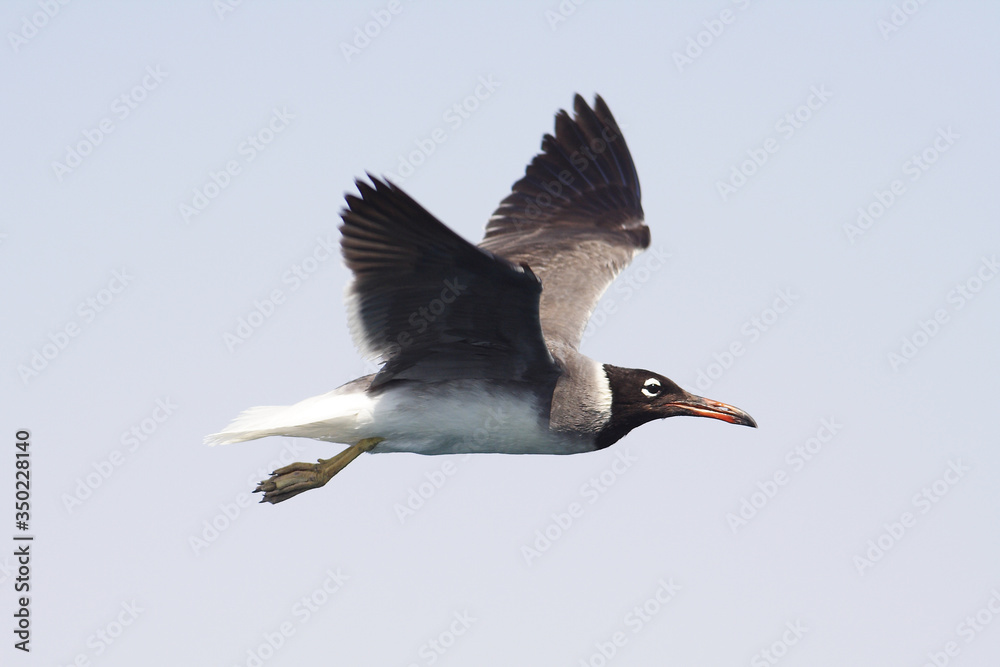Bird White-eyed gull in flight
