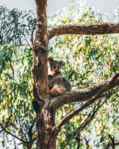 Koala at Great Ocean Road, Australia