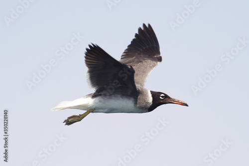 Obraz na płótnie
Bird White-eyed gull in flight w salonie