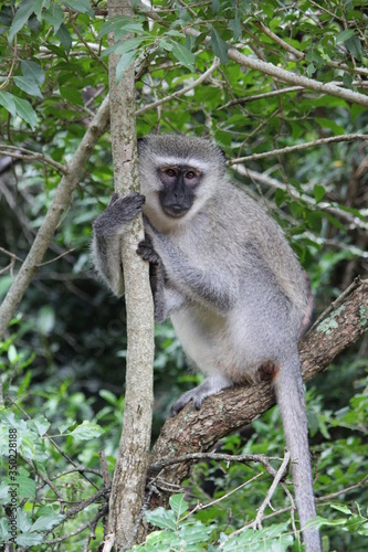 vervet monkey on a branch