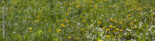 image of beautiful .dandelion flowers in the field