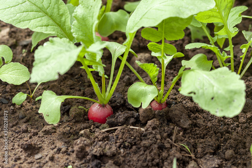 Red radish grows in a garden bed