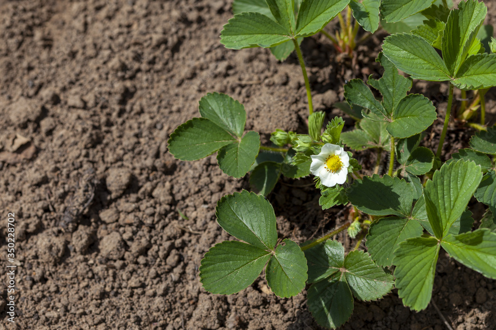 Blooming strawberry seedlings in the garden. Strawberry seedling Blooming strawberry seedlings in the garden. Strawberry seedling