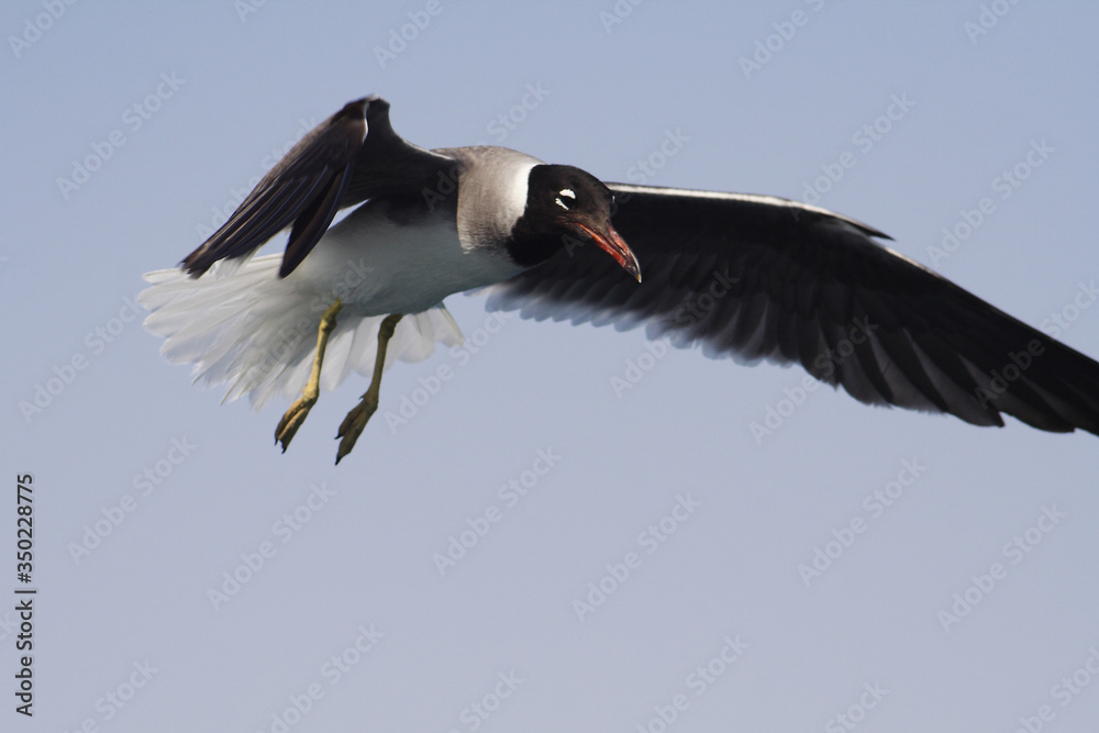 Bird White-eyed gull in flight
