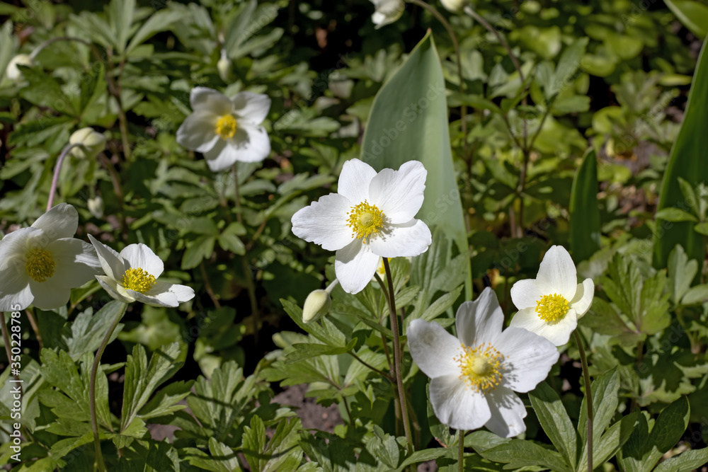image of beautiful white flowers in a spring garden image of beautiful white flowers in a spring garden