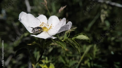 hanneton noir et blanc sur une fleur blanche photo