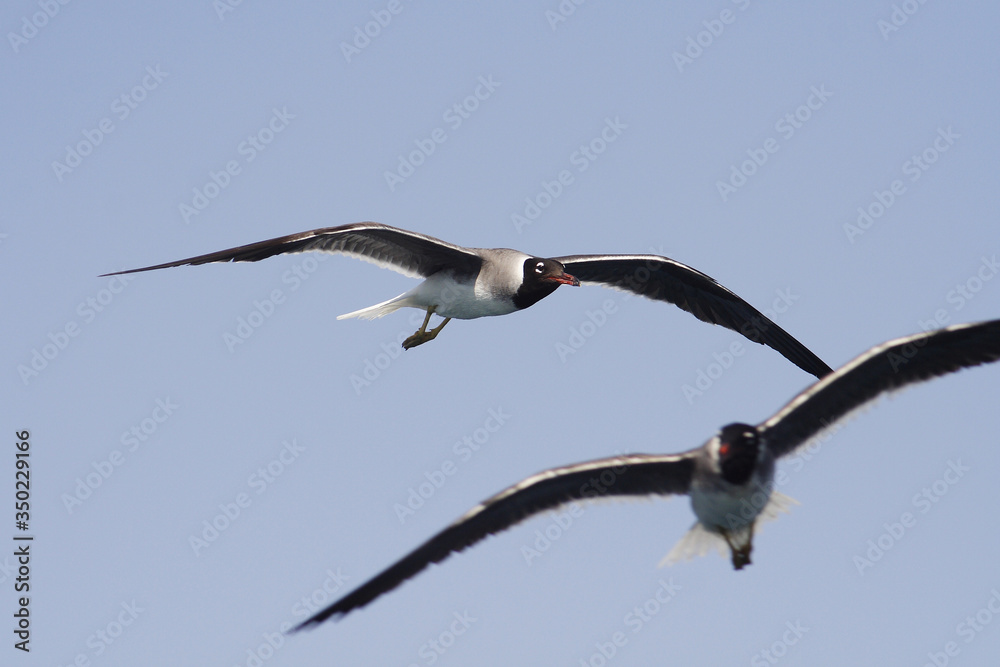 Bird White-eyed gull in flight