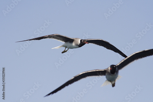 Obraz na płótnie
Bird White-eyed gull in flight w salonie