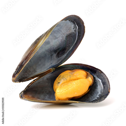 mussels isolated on white background