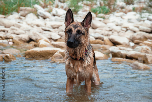 German shepherd bathes in a pond. The dog swims in the river. © Ekaterina