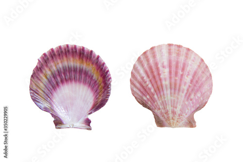 Top view of beautiful purple scallops (Pectinidae) shell isolated on a white background.