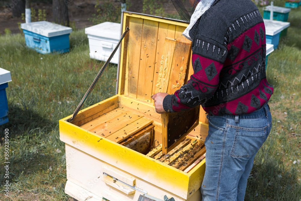 A farmer on a bee apiary holds frames with wax honeycombs. Planned preparation for the collection of honey.