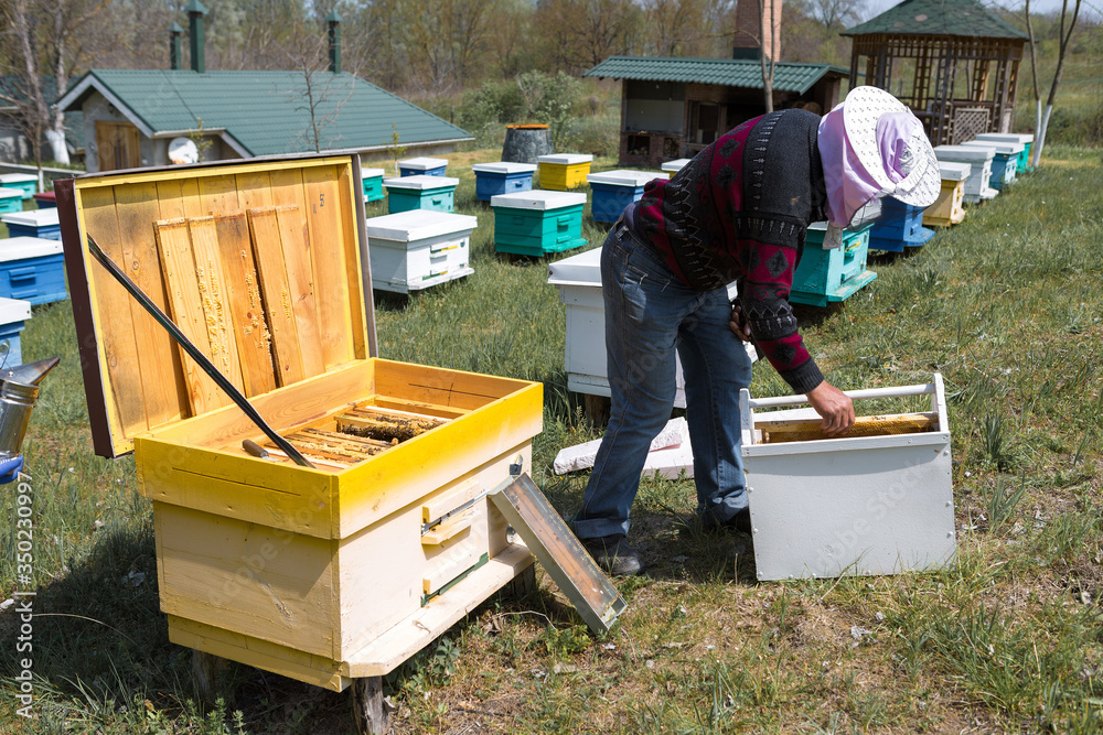 A row of bee hives in a private apiary in the garden. Honey industry. A row of bee hives in a private apiary in the garden. Honey industry.