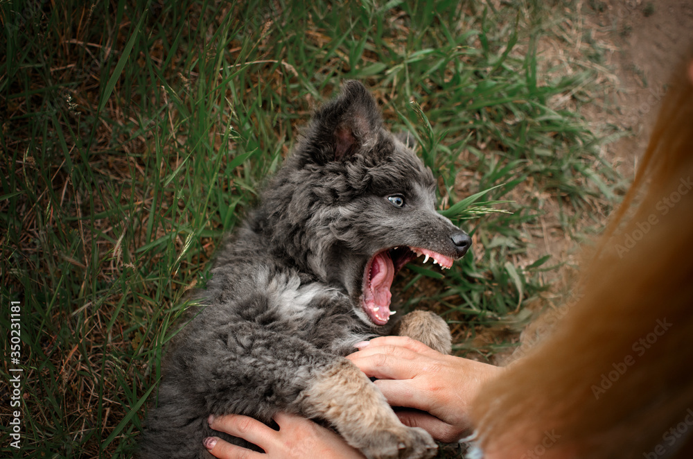 Obraz premium mixed breed puppy cute dog curly hair excellent color gray eyes fun puppy walk in nature spring photos of dogs 