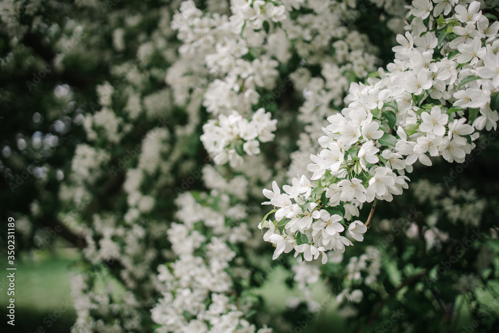 Blooming white Apple trees on the street Blooming white Apple trees on the street