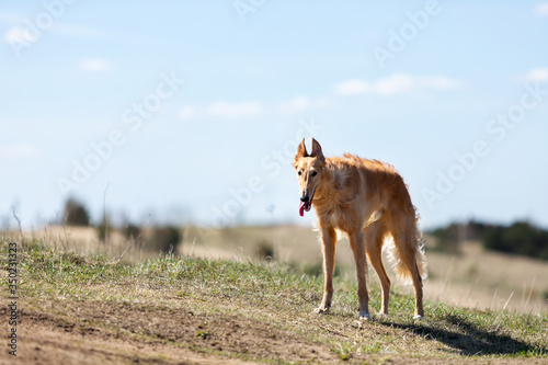 Puppy borzoi walks outdoor at summer day © svetlanistaya