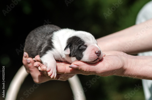 american staffordshire terrier dog cute puppies lovely photos of newborn dogs 