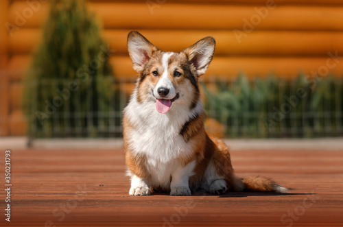 gorgeous corgi puppy lovely puppy portrait in nature
