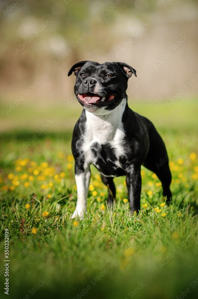 staffordshire bull terrier dog beautiful portrait fun walk in nature spring photos of dogs
