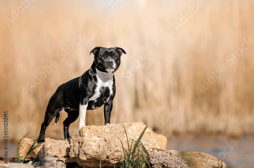 staffordshire bull terrier dog beautiful portrait fun walk in nature spring photos of dogs 