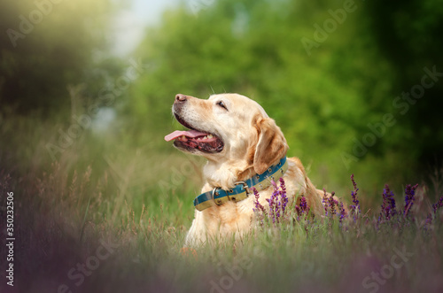 labrador retriever old dog beautiful portrait funny walk outdoors spring photos of dogs 