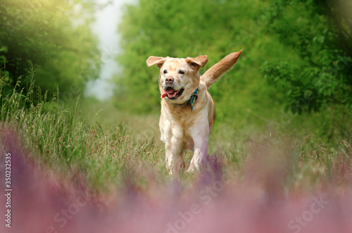 labrador retriever old dog beautiful portrait funny walk outdoors spring photos of dogs 
