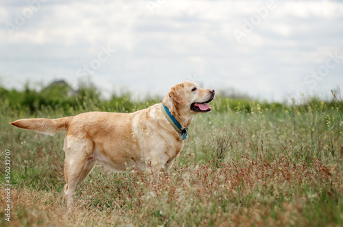 labrador retriever old dog beautiful portrait funny walk outdoors spring photos of dogs 