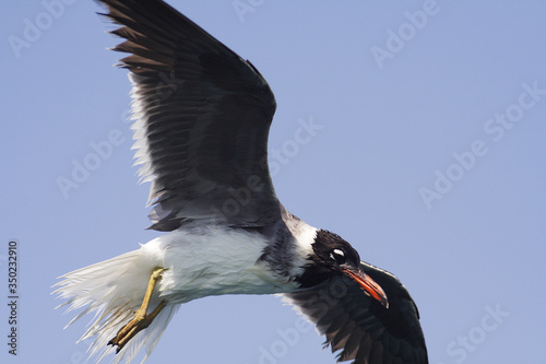 Obraz na płótnie
Bird White-eyed gull in flight w salonie