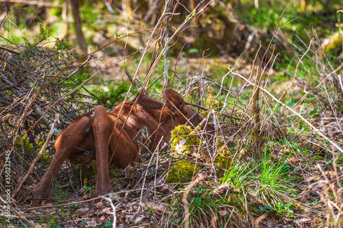 Newborn moose calf on the ground in the forest © Lars Johansson
