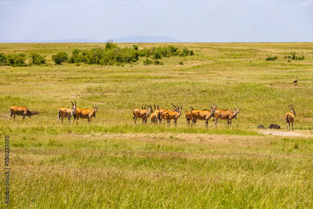 Herd of Eland antelope on the savannah