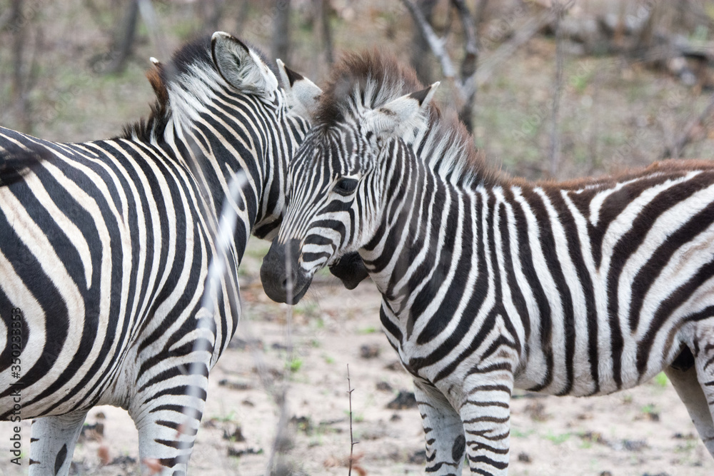 Obraz premium Zebra (Equus equus) in the Timbavati Reserve,South Africa