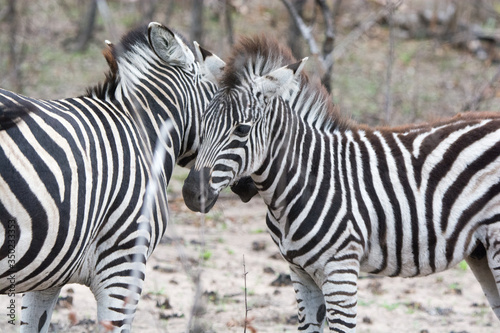 Zebra  Equus equus  in the Timbavati Reserve South Africa