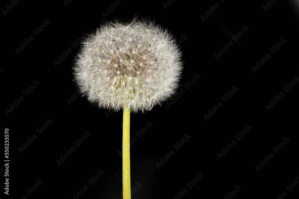 isolated image of dandelion flower isolated image of dandelion flower