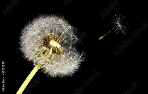 isolated image of dandelion flower