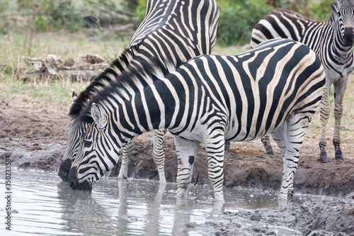 Zebras  Equus equus  drinking at a waterhole in the Timbavati Reserve  South Africa