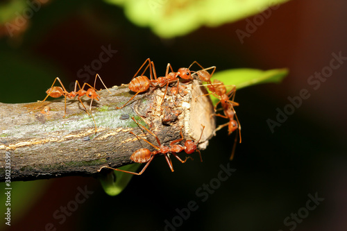 group red ant on stick tree in nature at forest thailand