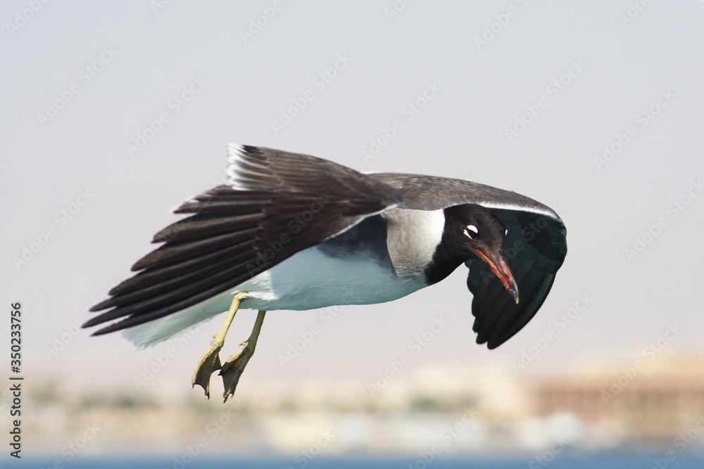 Bird White-eyed gull in flight