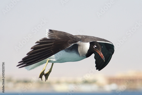 Obraz na płótnie
Bird White-eyed gull in flight w salonie